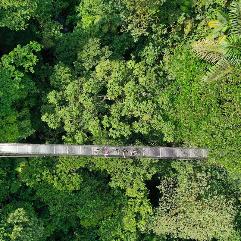 Hiking through the Mistico hanging bridges surrounded by lush vegetation.
