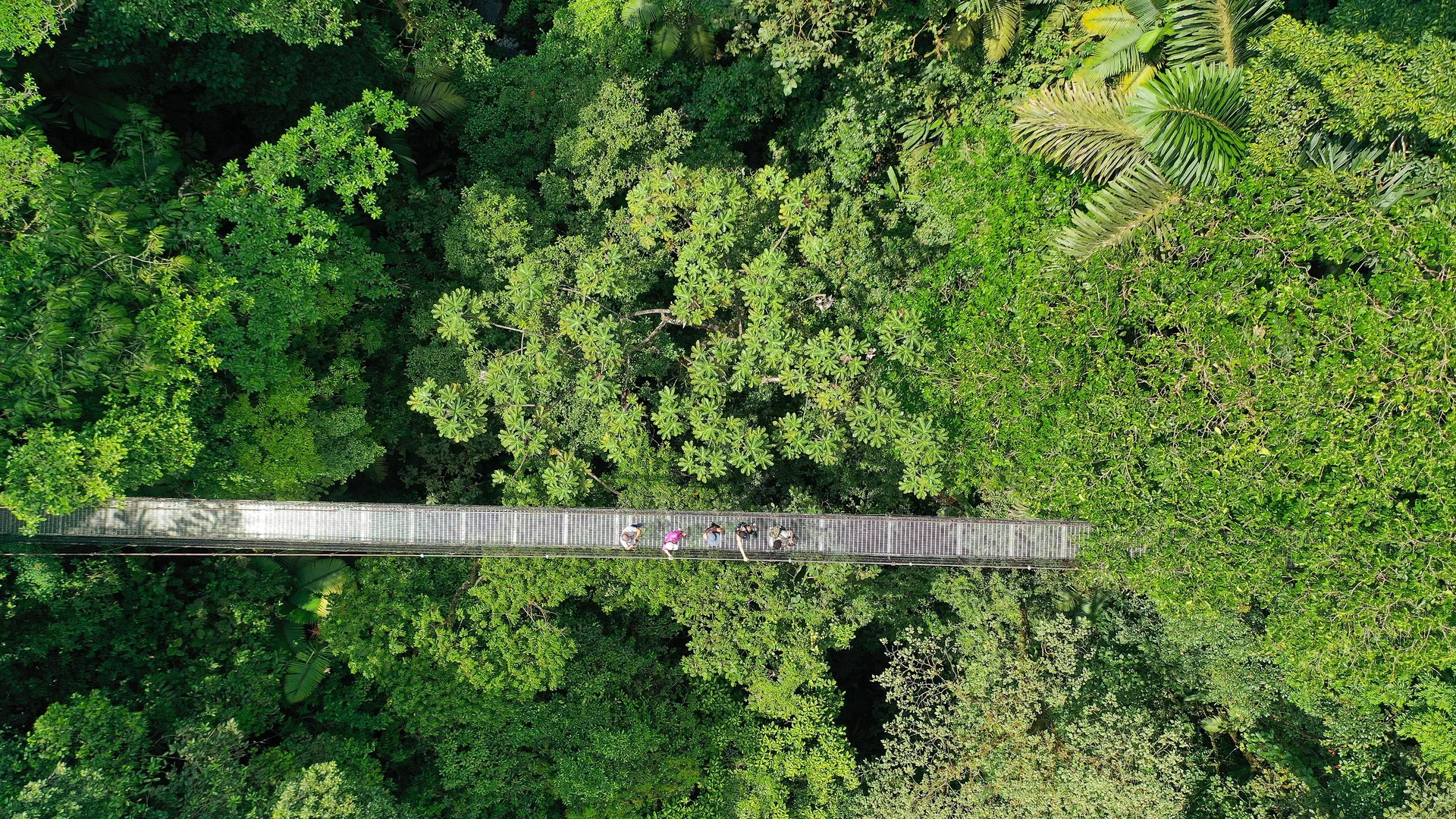 Immersive nature hike ideal for observing birds and tropical flora.