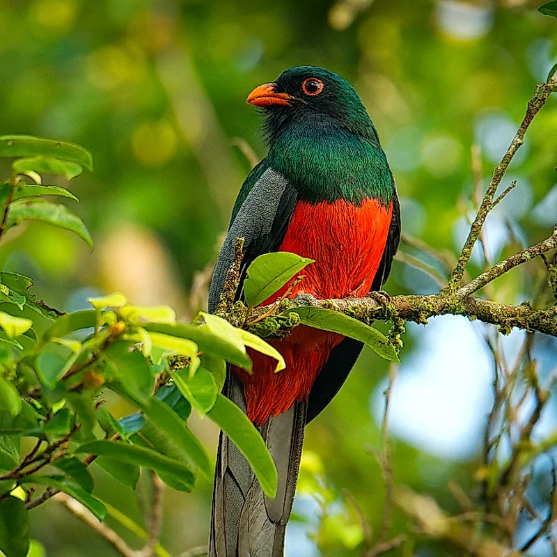 Classic Arenal adventure combining canopy bridges and waterfall trekking.