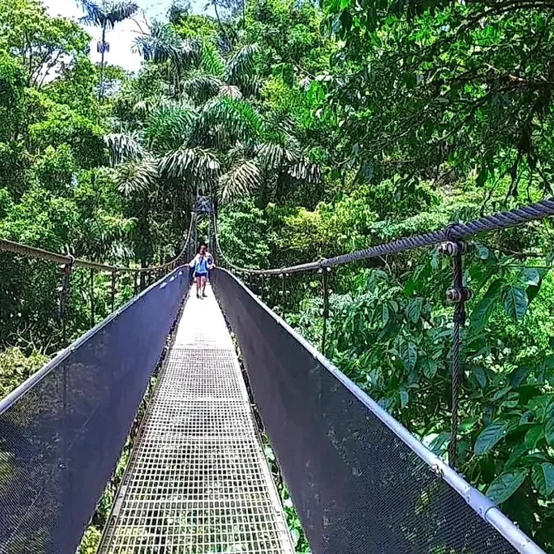 Aerial exploration of the tropical rainforest through the hanging bridges.