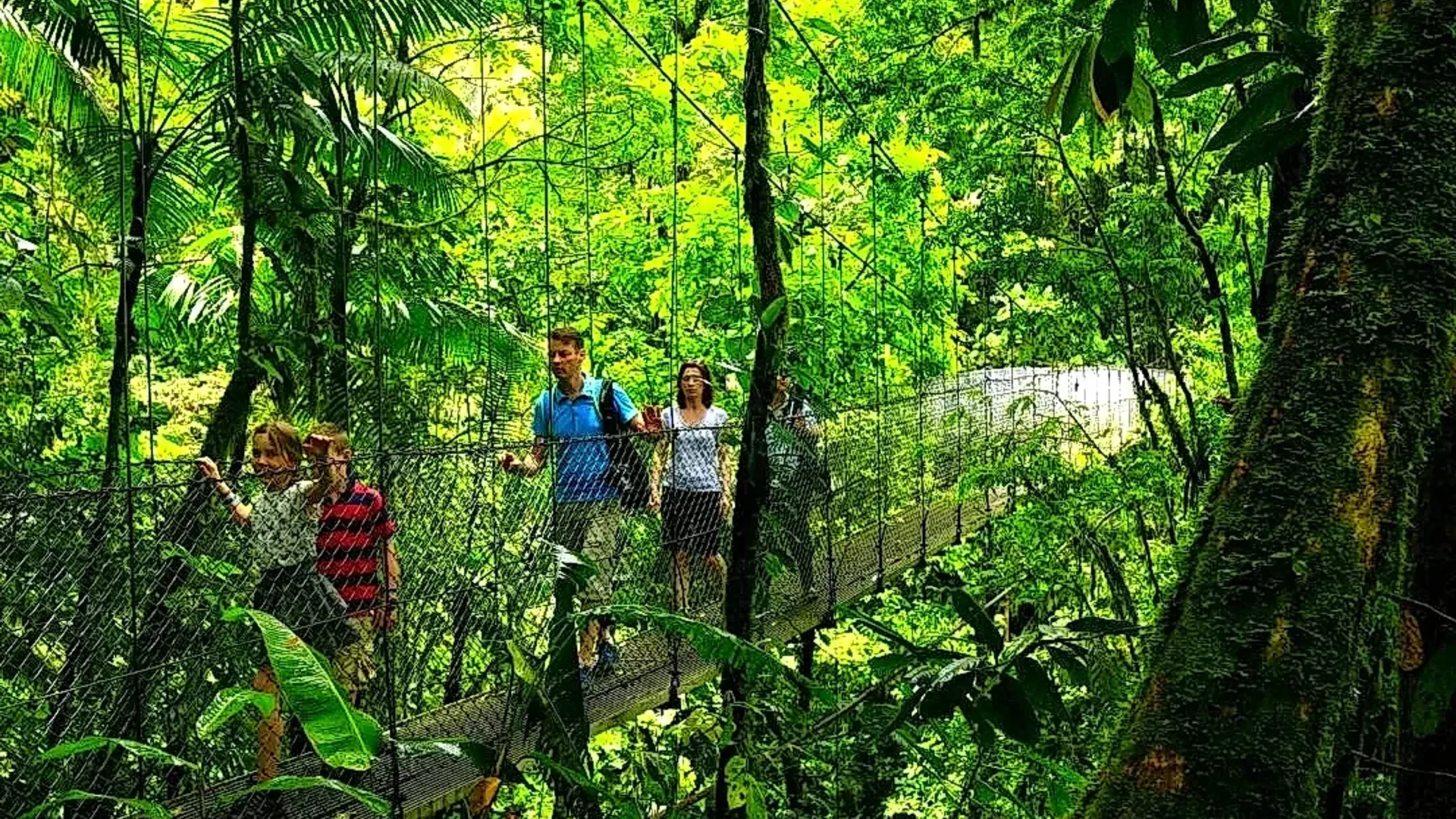 Hanging bridge integrated into the dense tropical jungle of Costa Rica.