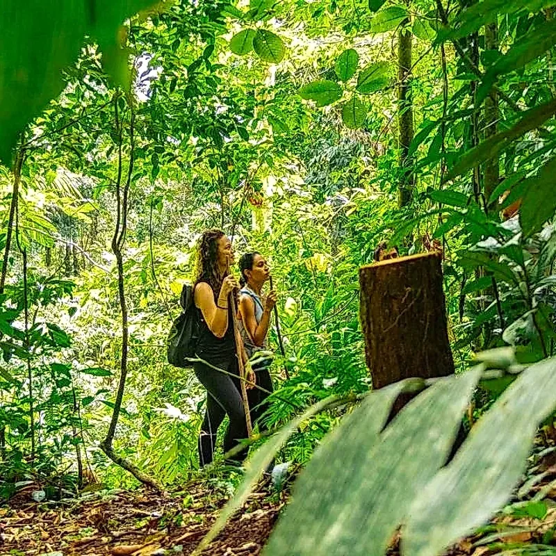 Exploration of dense vegetation and hidden wildlife in the tropical forest.
