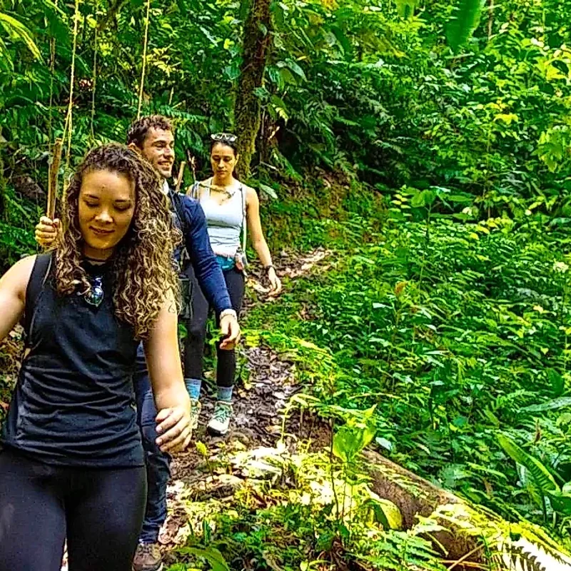 Deep hike through the virgin jungle of La Fortuna discovering natural treasures.