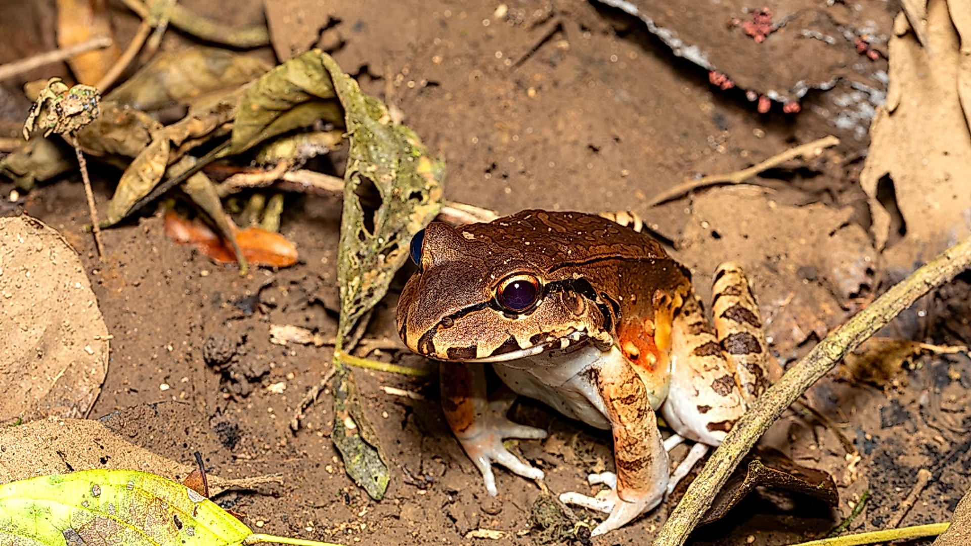 Close encounter with nocturnal nature in the Arenal rainforest.