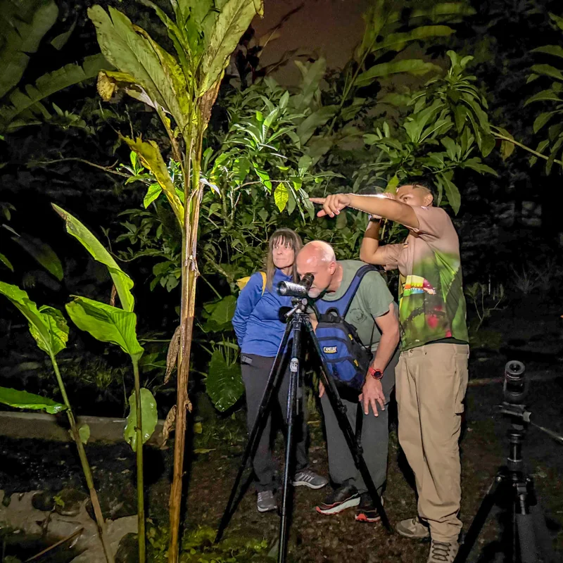 Guided night tour to observe reptiles and amphibians in their natural habitat.