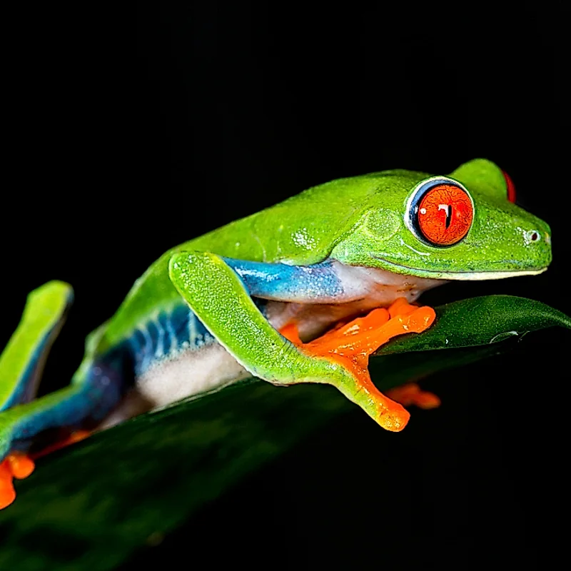 Small red-eyed tree frog, an icon of nocturnal biodiversity in Costa Rica.