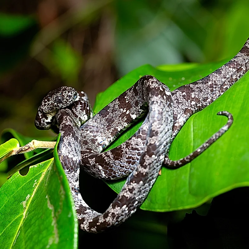 Hidden wildlife revealed during the Nocturnal Wonders tour in La Fortuna.
