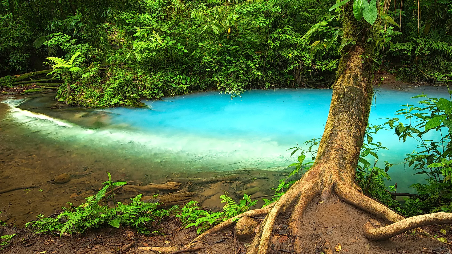 Exploring Rio Celeste from La Fortuna