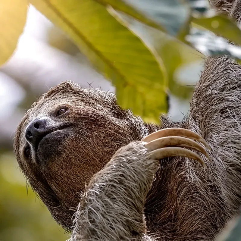 Three-toed sloth hanging peacefully from a branch in the La Fortuna forest.