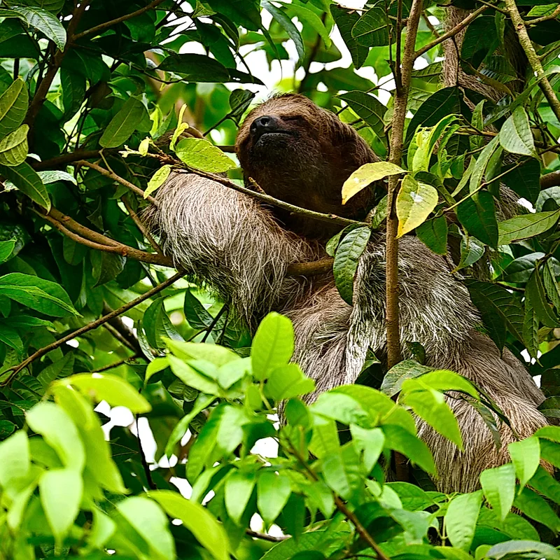 Tourists observing sloths in their natural habitat with the help of an expert guide.