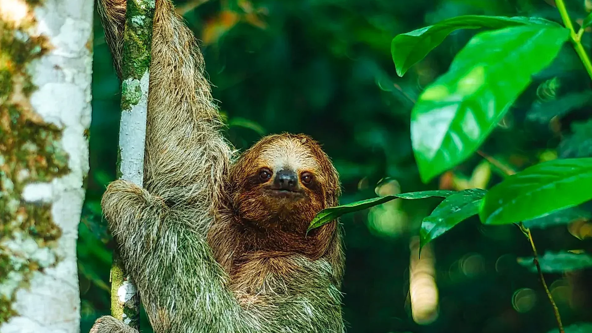 Sloths in La Fortuna Costa Rica: A Guide to the Iconic Dwellers