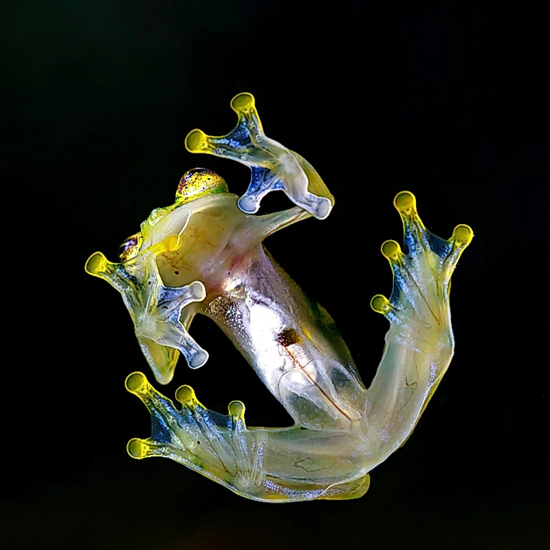 Red-eyed tree frog resting on a leaf during the twilight expedition.