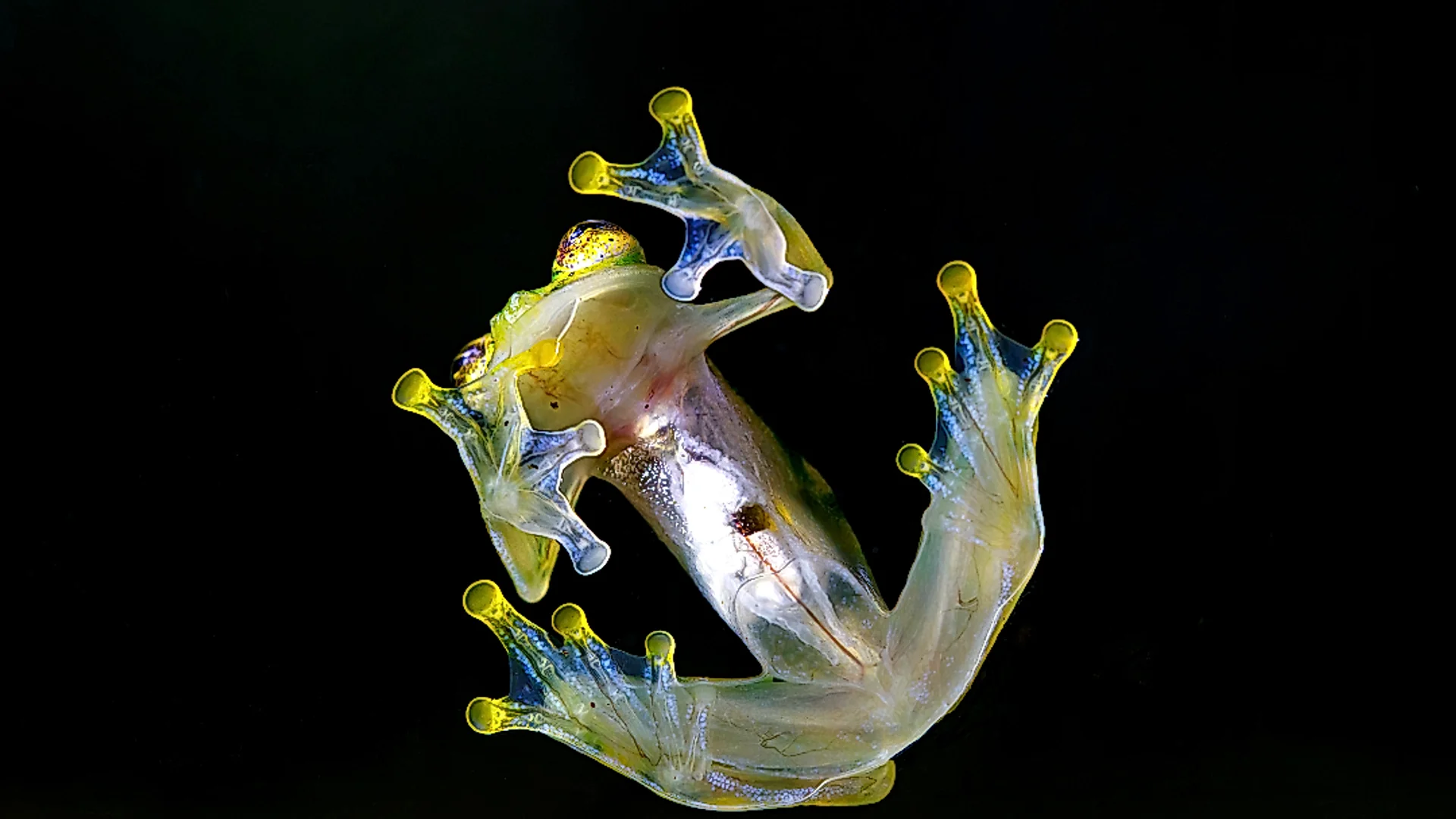 Red-eyed tree frog resting on a leaf during the twilight expedition.