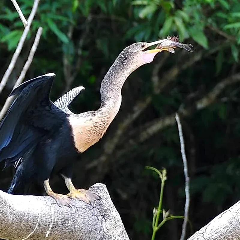 Bird fishing in the waters of Caño Negro, a paradise for birdwatching in Costa Rica.