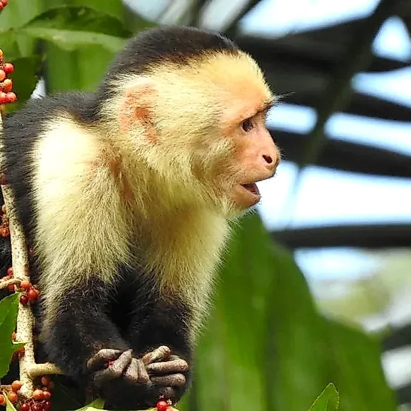 Capuchin monkey on a branch during the wildlife spotting boat tour in Caño Negro, Costa Rica.