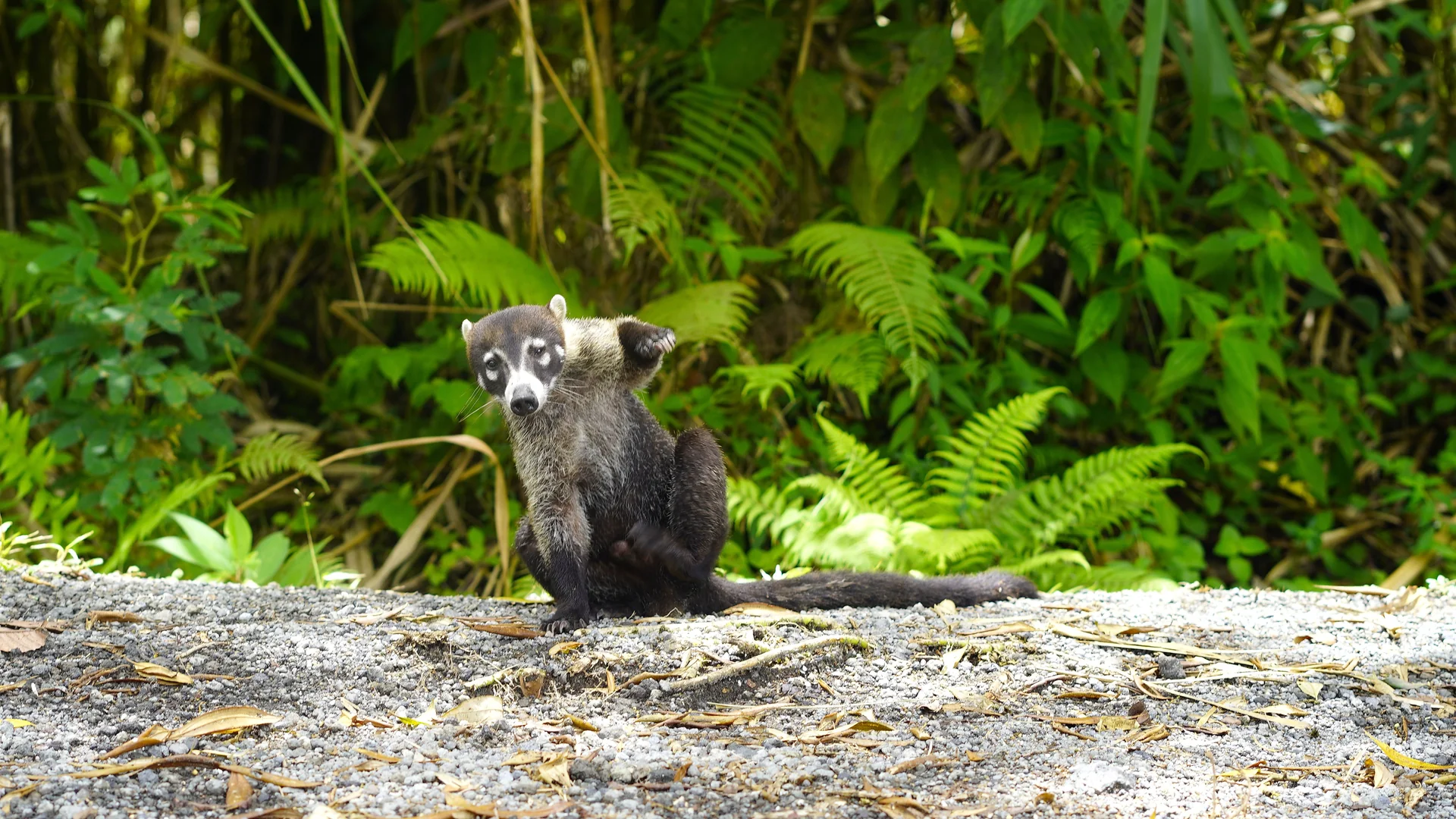 The Best Top 10 Activities in La Fortuna for Families and Friends